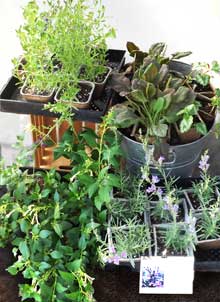 At the Farmer's Market plants at the farmer's market