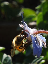 bee on borage