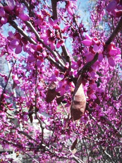 Western Redbud Western Redbud in bloom