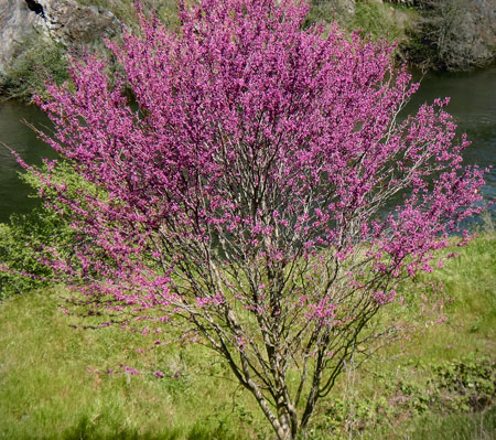 California Native Western Redbud Western Redbud