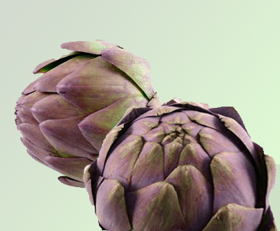 purple of romagna artichoke