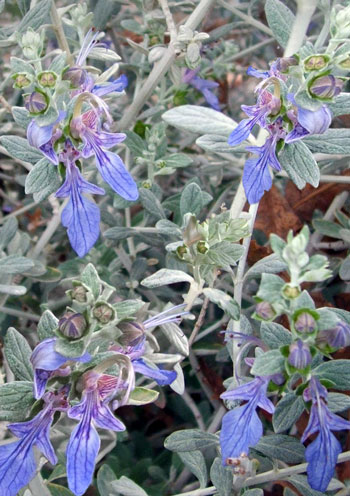 silver bush germander