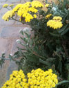 Moonshine Yarrow