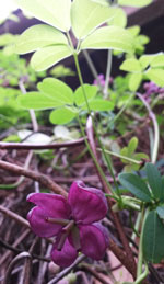Chocolate Vine