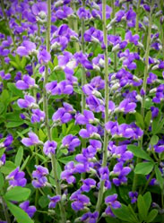 blue false indigo