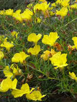 Texas Sundrops