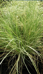 New Zealand Sedge