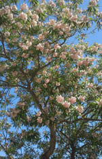 Pink Dawn Chitalpa