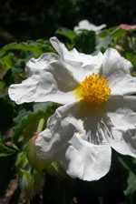 Poplar Leaf Rock Rose