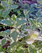 pineapple mint