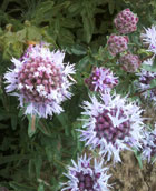 mountain pennyroyal