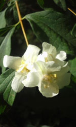 Lewis' Mock Orange