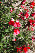 hotlips sage