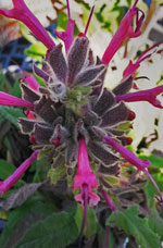 Hummingbird sage