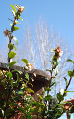 Evergreen Huckleberry